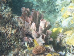 Callyspongia aculeata