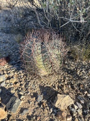 Echinocactus horizonthalonius