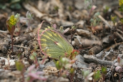 Colias ladakensis