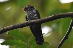 Chrysococcyx xanthorhynchus