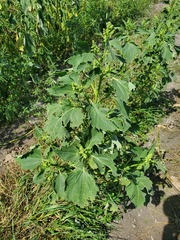 Cyclachaena xanthiifolia