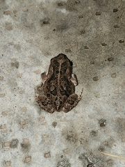 Rhinella arenarum