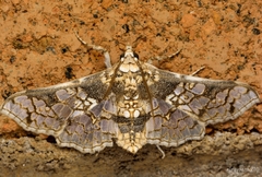 Megastes praxiteles