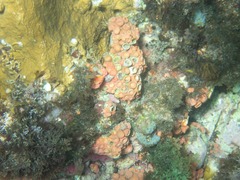 Tubastraea coccinea