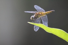 Aethriamanta brevipennis