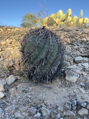 Echinocactus horizonthalonius