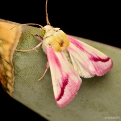 Schinia gaurae