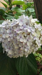 Hydrangea macrophylla