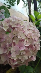 Hydrangea macrophylla