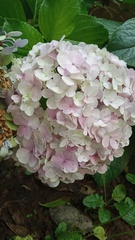Hydrangea macrophylla
