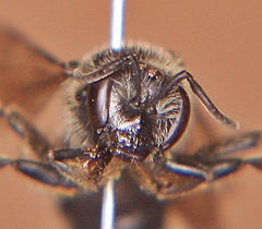 Lasioglossum coriaceum