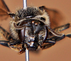 Lasioglossum coriaceum