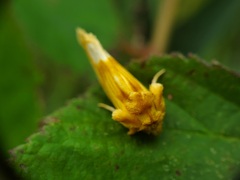 Cirrhophanus triangulifer