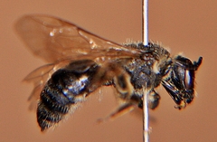 Lasioglossum coriaceum