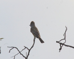 Myiarchus cinerascens