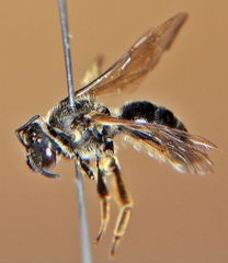 Lasioglossum coriaceum