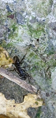 Ectomomyrmex