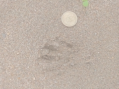 Procyon cancrivorus