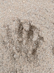 Procyon cancrivorus