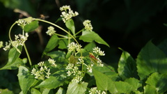 Pseudagrion pilidorsum