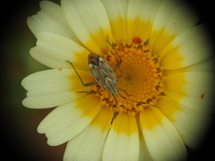 Closterotomus krueperi