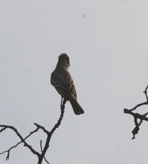 Myiarchus cinerascens