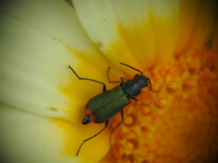 Clanoptilus spinipennis