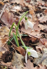 Galanthus reginae-olgae