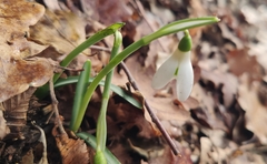 Galanthus reginae-olgae