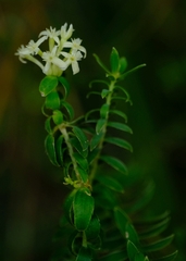 Gnidia caniflora