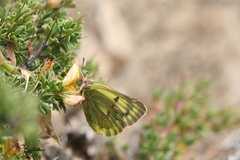 Colias ladakensis