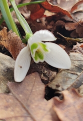 Galanthus reginae-olgae