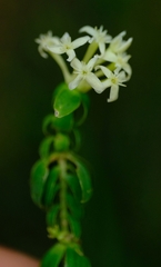 Gnidia caniflora