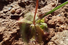 Drosera zeyheri