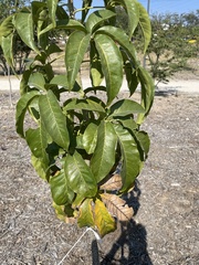 Casimiroa