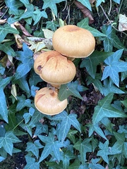 Gymnopilus ventricosus