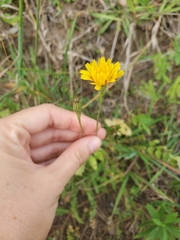 Scorzoneroides autumnalis