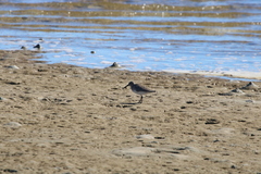 Calidris alpina