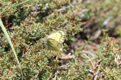 Colias ladakensis