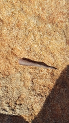 Pachydactylus purcelli
