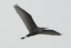 Ardea alba alba