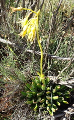 Cotyledon campanulata