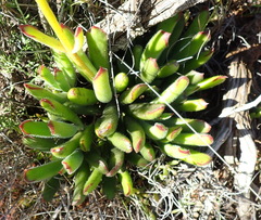 Cotyledon campanulata