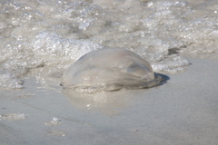 Rhopilema verrilli