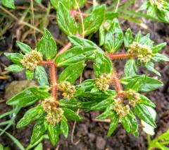 Euphorbia nocens