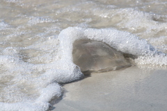 Rhopilema verrilli