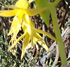 Cotyledon campanulata
