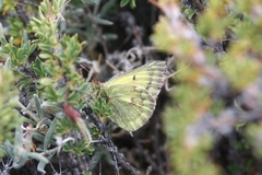 Colias ladakensis