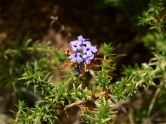 Junellia juniperina