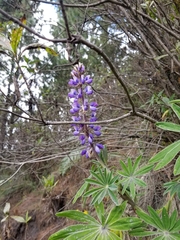 Lupinus montanus